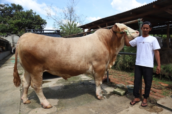 Parjo Sapi Kurban Presiden Asal Kota Tangerang Memiliki Bobot 1,15 Ton