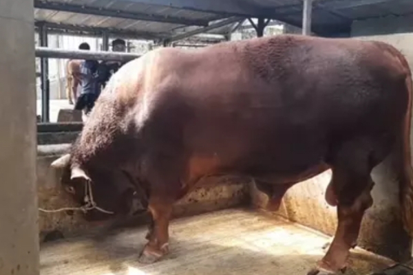 Sapi 1,3 Ton Bernama Tatang Terpilih Jadi Hewan Kurban Presiden