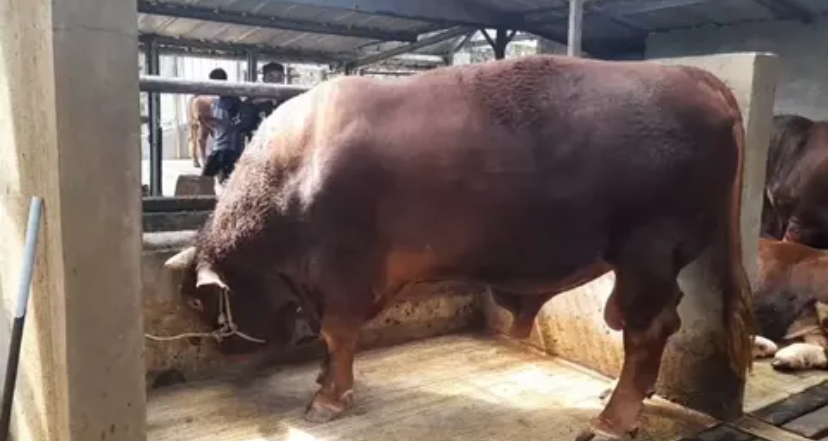 Sapi 1,3 Ton Bernama Tatang Terpilih Jadi Hewan Kurban Presiden