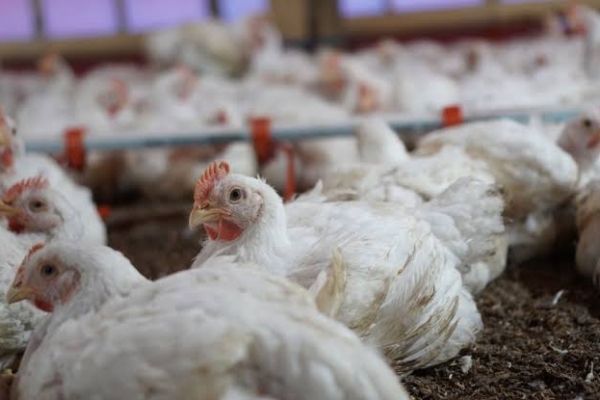 Kementerian Pertanian Tetapkan Harga Ayam Hidup Sebesar Rp 18.000 Per Kg