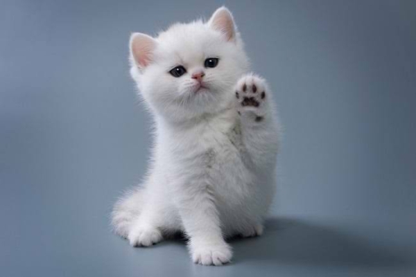 Manfaat Memelihara Kucing Ternyata Baik untuk Kesehatan