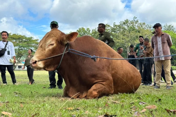 Sapi Limousin Prabowo dan Gibran akan Diberikan ke 2.000 Anak Yatim