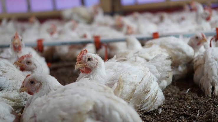 Kementerian Pertanian Tetapkan Harga Ayam Hidup Sebesar Rp 18.000 Per Kg