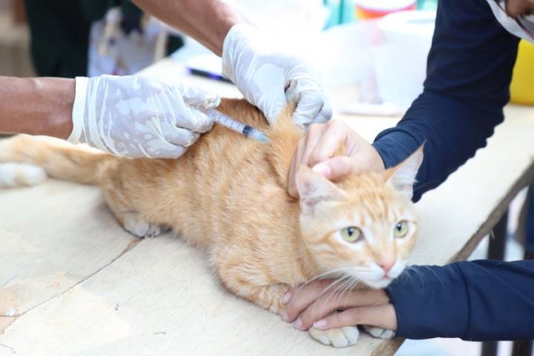 Hut KE-33  Pemkot Tangerang Buka Pendaftaran Steril Anabul Gratis 