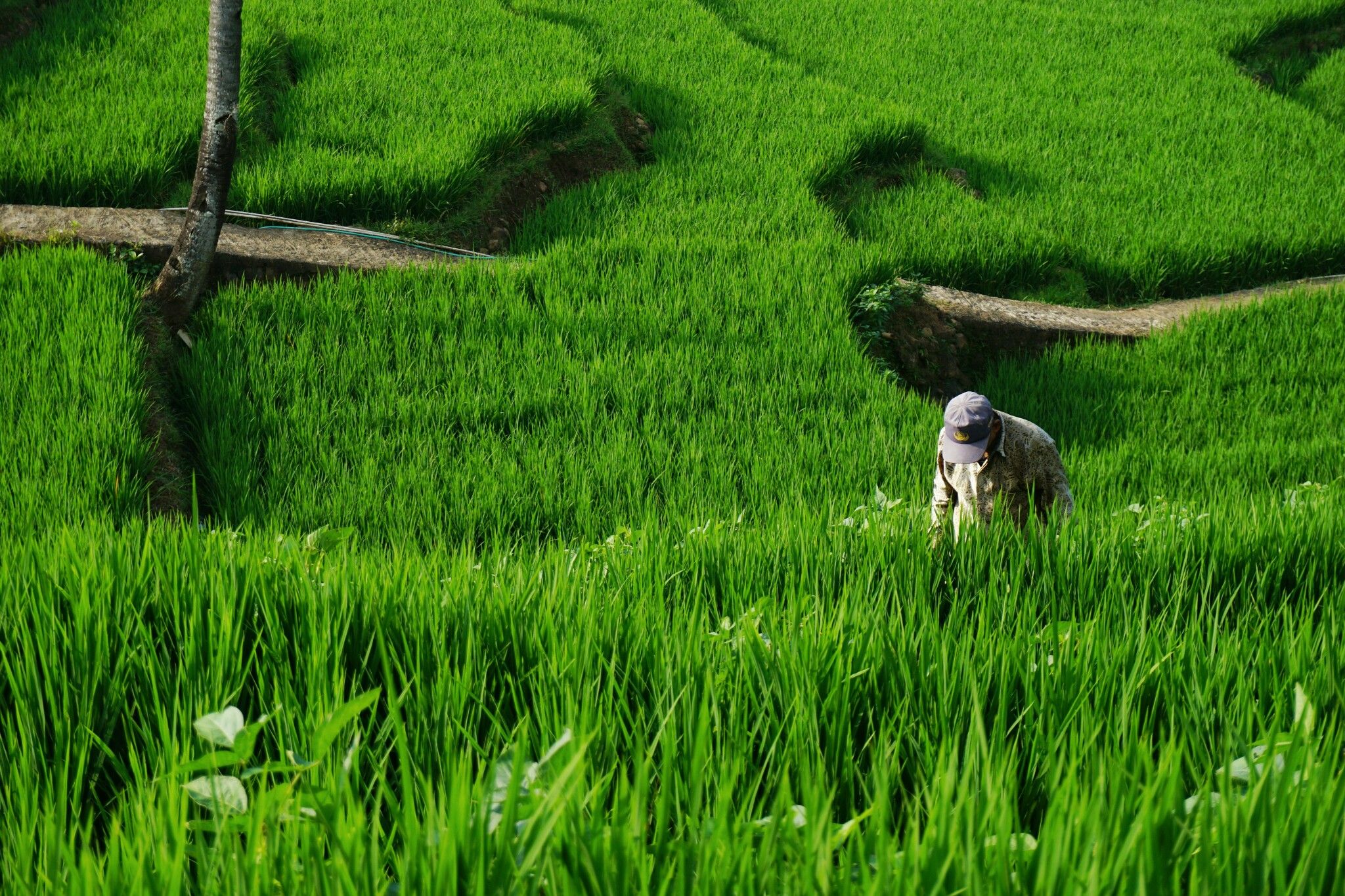 Lumbung Pangan Terbesar Asia